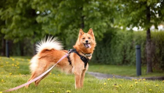 Spitz finlandês: conheça as características do cachorro dessa raça  