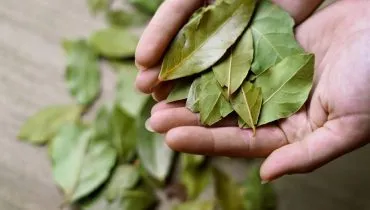 O louro pode ser usado em simpatias para ajudar o dinheiro render (Imagem: Alesta | Shutterstock)