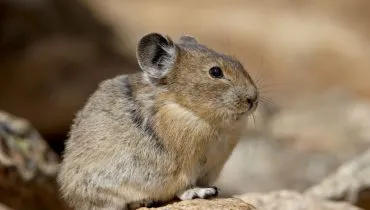 O pika é um animal extremamente interessante do ponto de vista biológico e comportamental (Imagem: Robert Harding Video | Shutterstock)