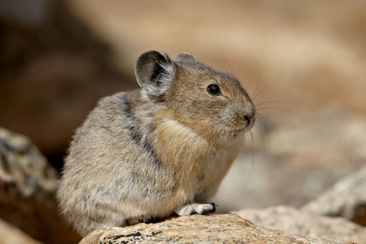 O pika é um animal extremamente interessante do ponto de vista biológico e comportamental (Imagem: Robert Harding Video | Shutterstock)