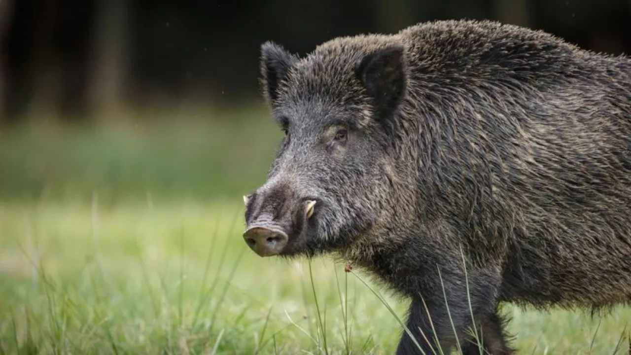 Javalis são risco no campo: pesquisa quer mapear impacto