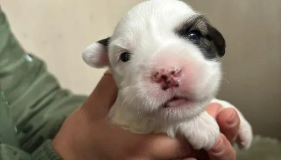 22 cães e gatos são resgatados em apenas 10 dias em Curitiba