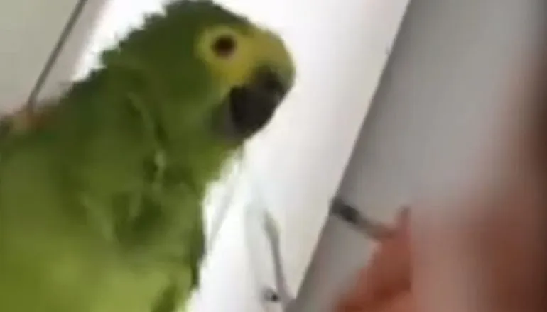Maconheira é presa após baforar fumaça em papagaio no Paraná