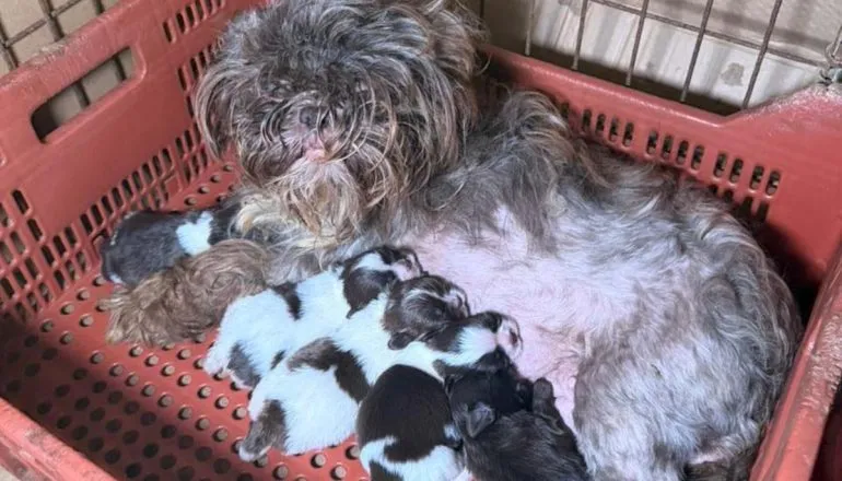 Veterinária é presa em Curitiba por manter 80 cães em situação de maus-tratos