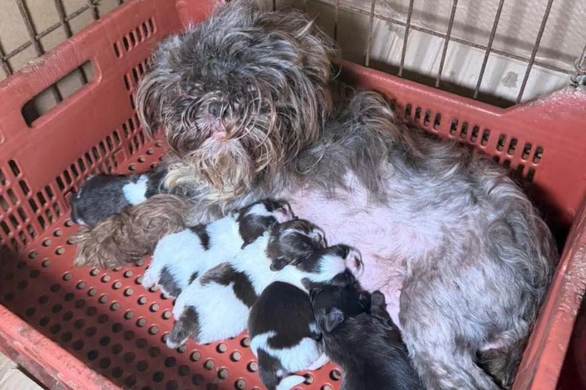 PCPR prende mulher e resgata 80 animais em situação de maus-tratos em Curitiba