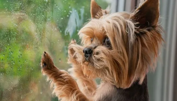 Cachorro com medo de chuva: 6 dicas para ajudar o seu animal 
