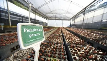 Paraná supera 13,2 milhões de mudas distribuídas: conheças as espécies mais procuradas