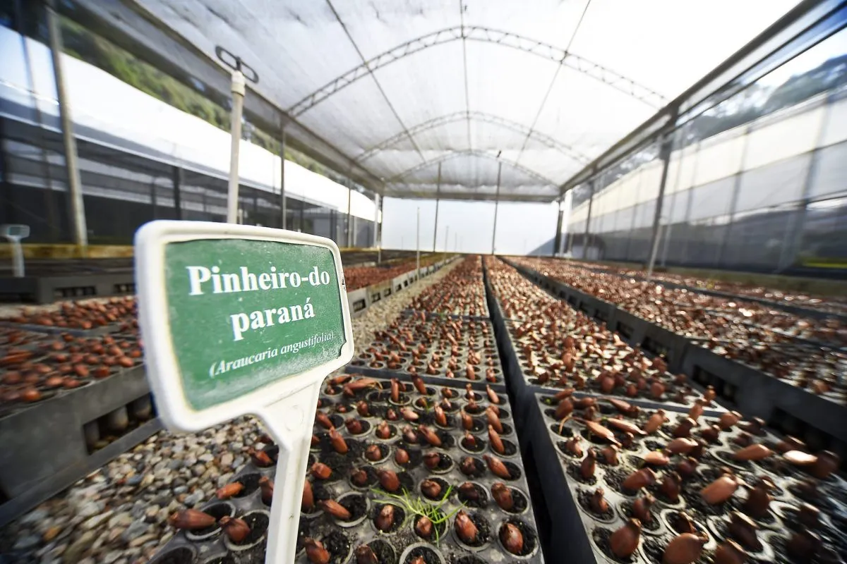 Paraná supera 13,2 milhões de mudas distribuídas: conheças as espécies mais procuradas