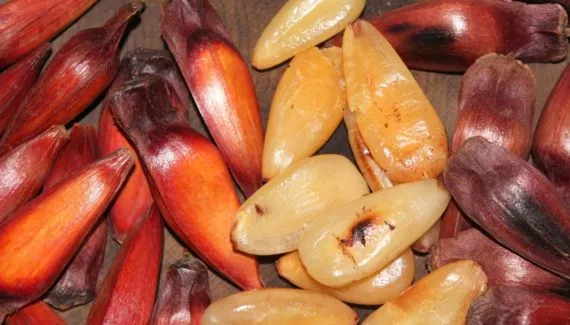 Início da venda do pinhão é adiado no Paraná; veja nova data