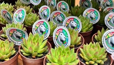 Shopping Curitiba distribui suculentas para celebrar o aniversário da cidade