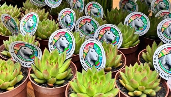 Shopping distribui suculentas para celebrar aniversário de Curitiba