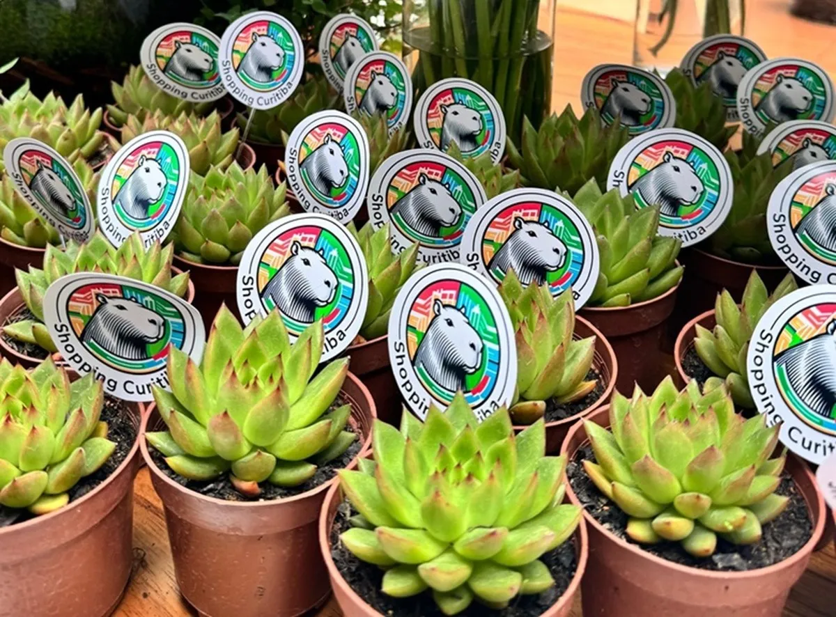 Shopping Curitiba distribui suculentas para celebrar o aniversário da cidade