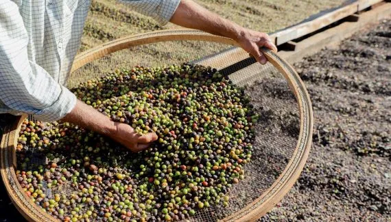 Café produzido no Noroeste do Paraná está entre os mais exclusivos do Brasil