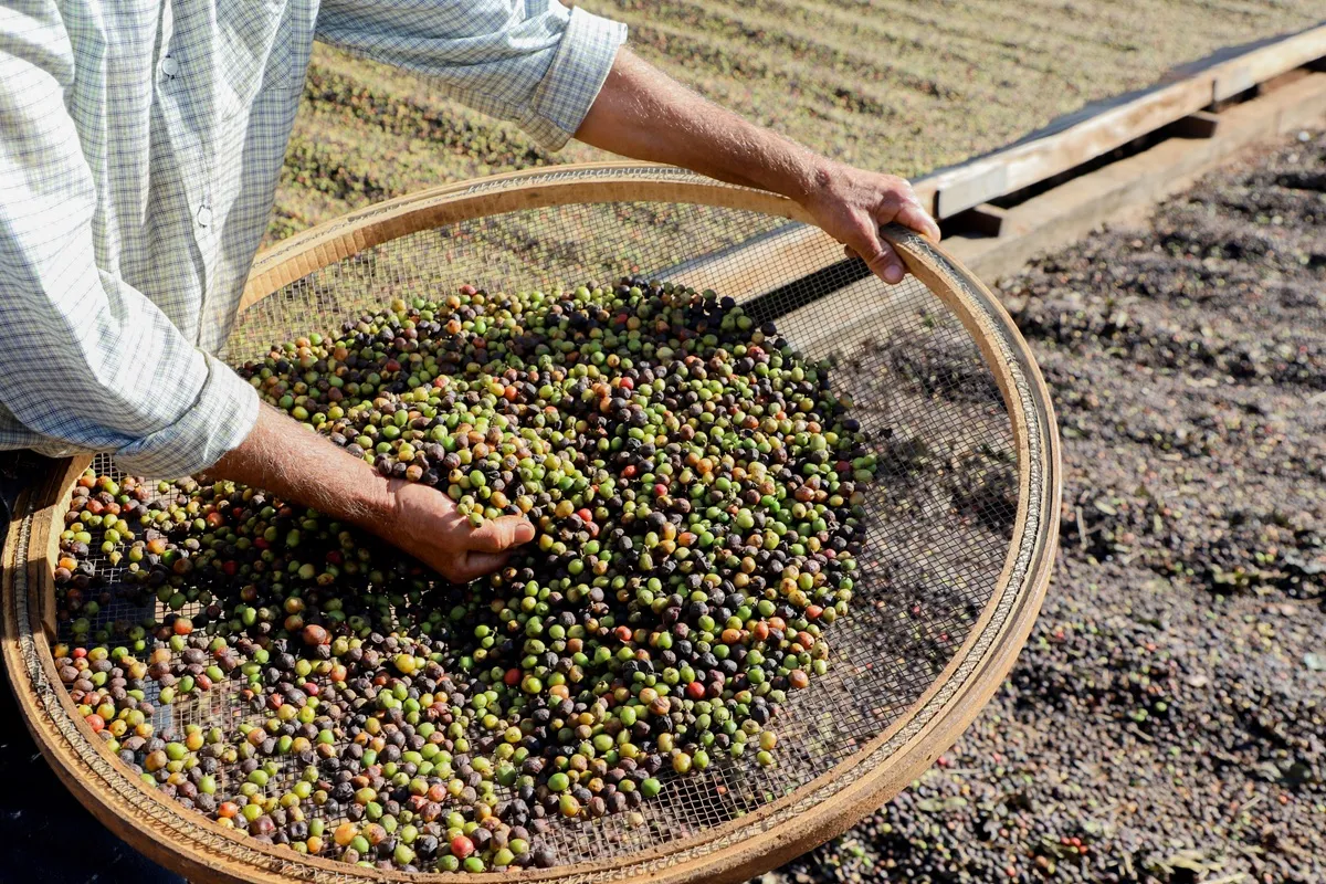Café produzido no Noroeste do Paraná está entre os mais exclusivos do Brasil