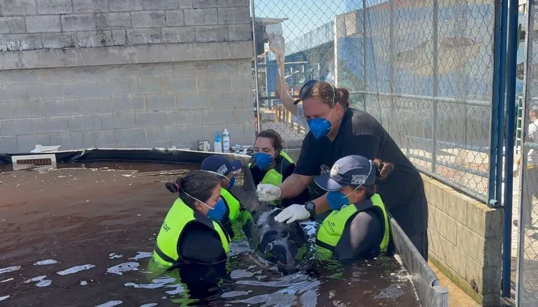 Mamífero marinho raro é resgatado na Ilha do Mel com marcas de mordidas de tubarão