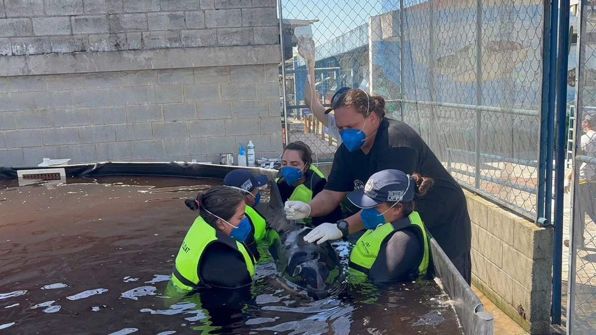 Equipe da UFPR resgata cachalote encalhada viva na Ilha do Mel