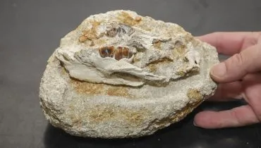 Região de Curitiba abrigou, há 40 milhões de anos, ancestrais de tatus e outros animais pré-históricos, apontam pesquisas.