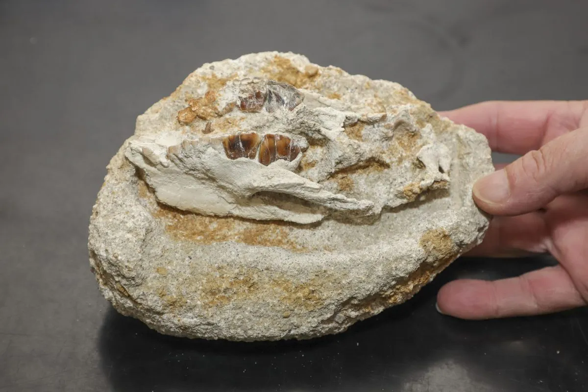 Região de Curitiba abrigou, há 40 milhões de anos, ancestrais de tatus e outros animais pré-históricos, apontam pesquisas.