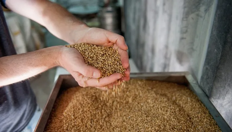 Do campo ao copo: Paraná se torna o maior produtor de cevada do país
