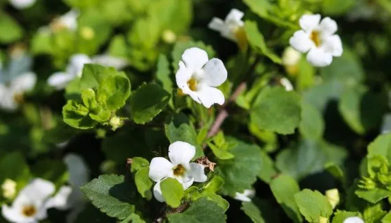 Bacopa monnieri: planta medicinal ajuda a reduzir o cansaço e o estresse