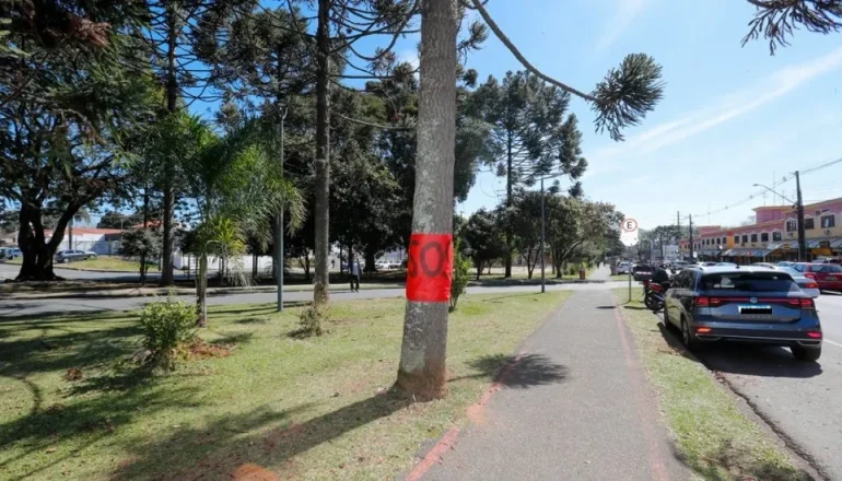 Imagem mostra uma árvore com uma faixa vermelha indicando uma marcação para corte em Curitiba.