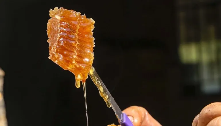 Conheça o mel raro do interior do Paraná que nasce de floradas especiais e tem sabor suave
