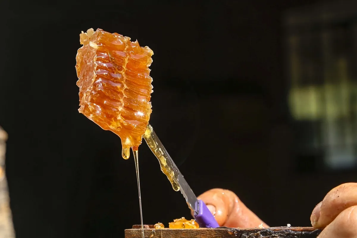 Com mel de Ortigueira, Paraná lidera produção do alimento no Brasil