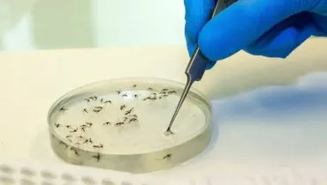 Imagem mostra mosquitos em um laboratório com uma pessoa de luva azul fazendo uma seleção.