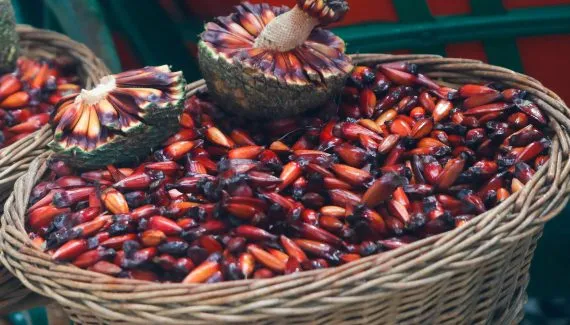 Temporada do pinhão começa nesta semana no Paraná