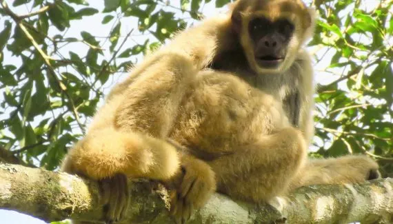 Paraná cria nova área de conservação para proteger o maior primata das Américas
