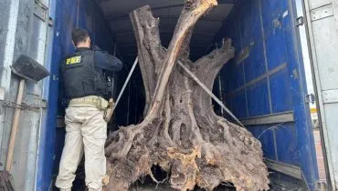 Paraná vira rota de contrabando de árvores centenárias da Argentina