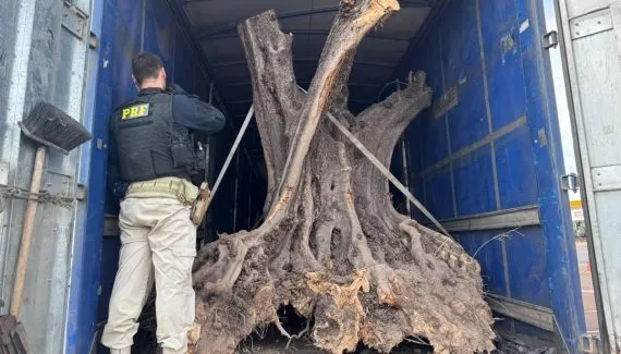 Paraná vira rota de contrabando de árvores centenárias da Argentina