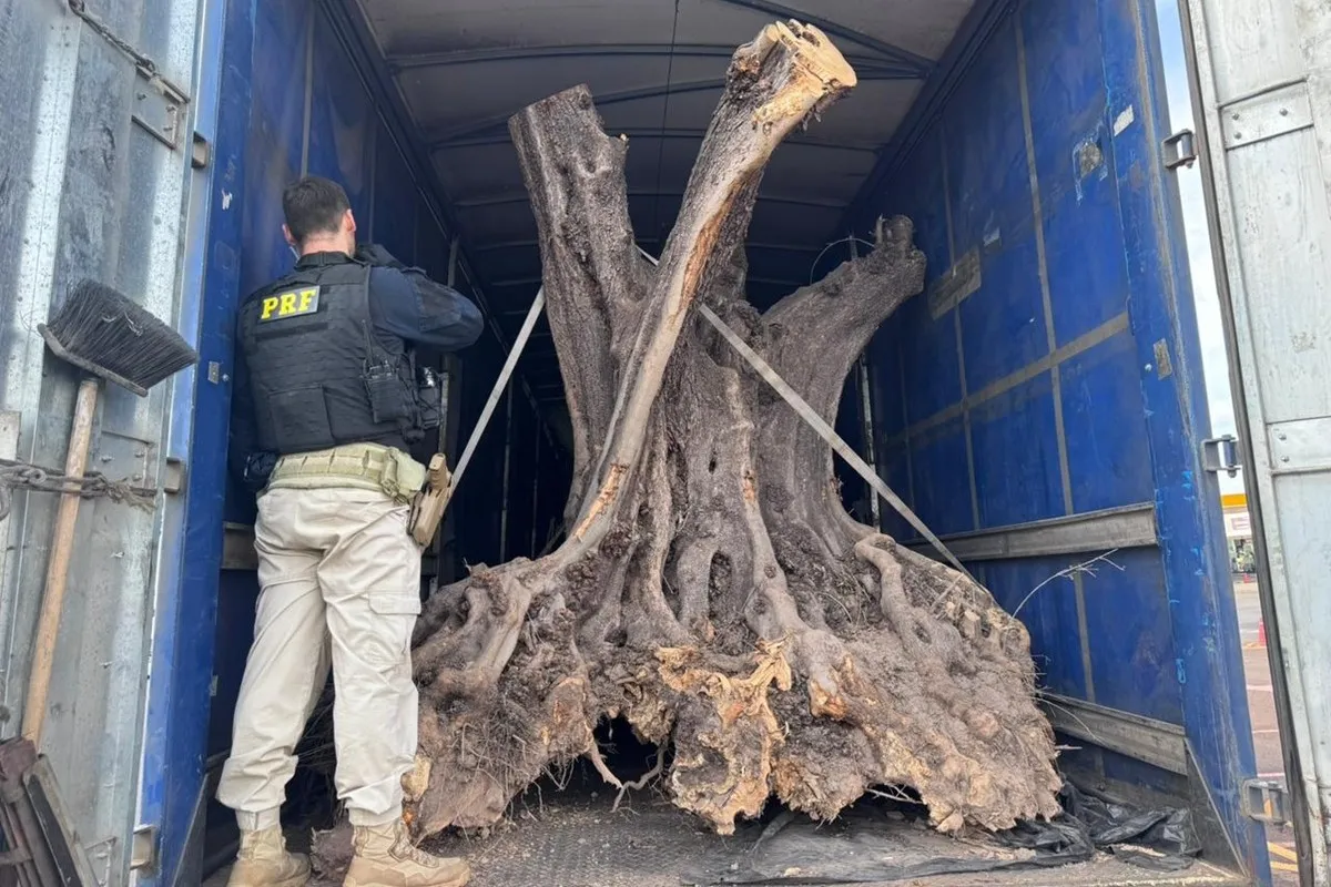 Árvores centenárias contrabandeadas da Argentina são apreendidas no Paraná