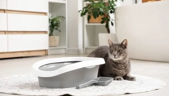 10 itens essenciais que toda casa com gato deve ter