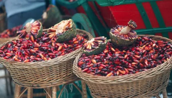 Pinhão o ano todo: Especialista ensina truque para conservar a semente por 8 meses