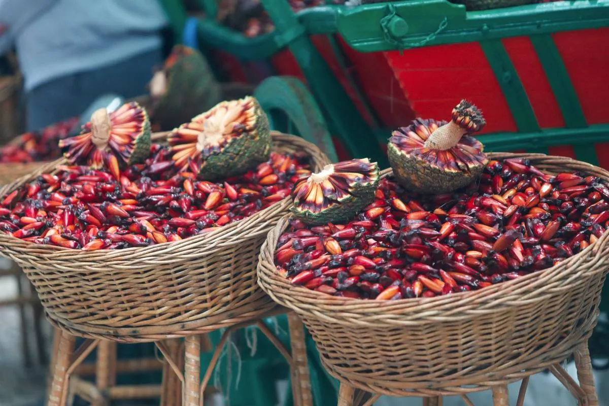Imagem mostra pinhões em uma cesta de palha. Há pinhais abertas e pinhões espalhados.