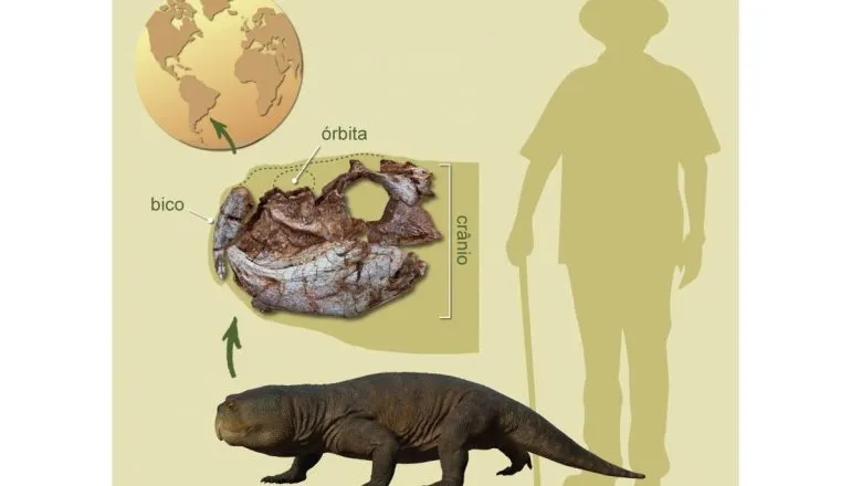 Segundo o tamanho do crânio, estima-se que o indivíduo encontrado teria até 1,5 metro de comprimento