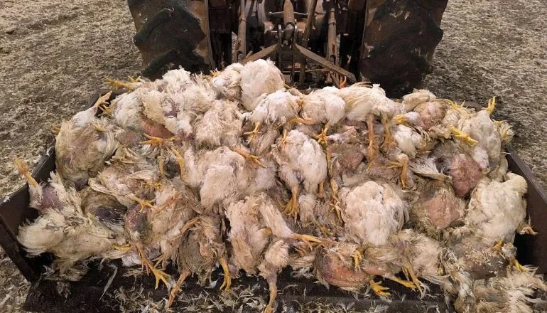 FAEP critica reajuste da Copel e pede ressarcimento de prejuízos