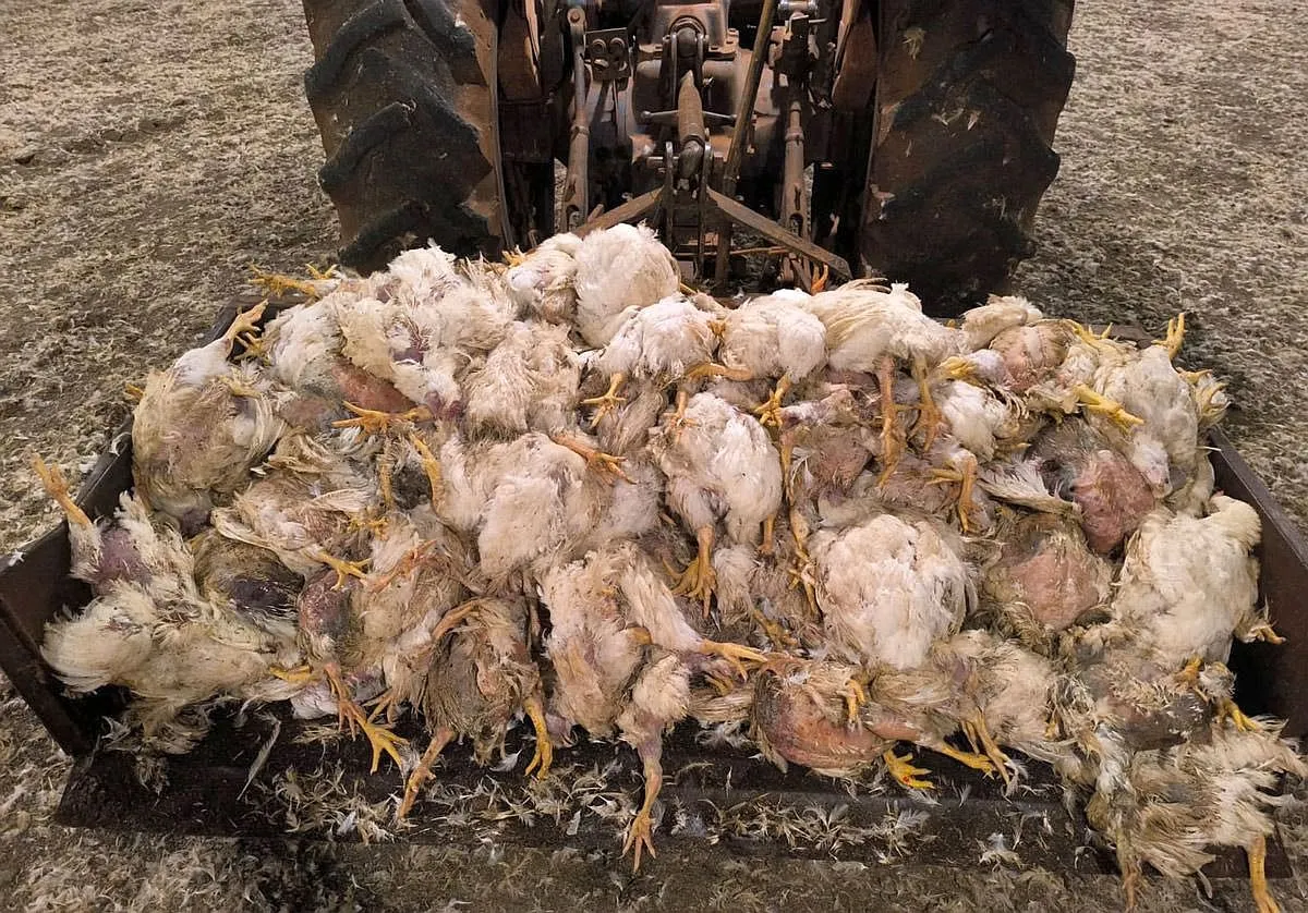imagem mostra trator empurrando dezenas de frangos mortos