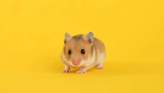 Hamster: 7 curiosidades sobre esse roedor 