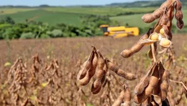 Colheita de soja em Engenheiro Beltrão, no Paraná. Foto: Dirceu Portugal / Arquivo Gazeta do Povo