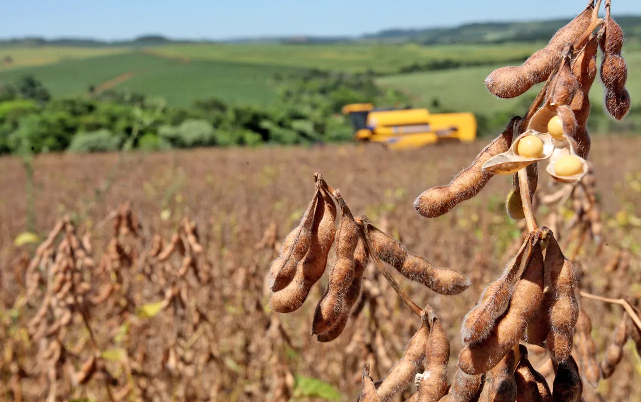 Colheita de soja em Engenheiro Beltrão, no Paraná. Foto: Dirceu Portugal / Arquivo Gazeta do Povo