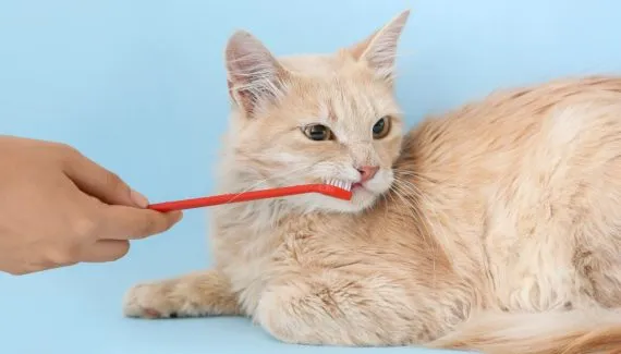 Pet com bafo? 7 causas do mau hálito em cães e gatos