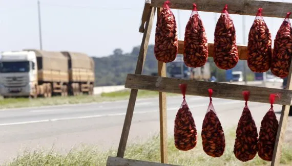 Vai comprar pinhão na estrada? Veja quais cuidados tomar