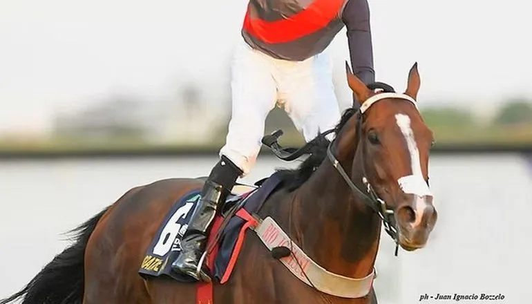 Cavalo criado no Paraná faz história em premiação internacional