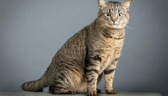 Gato tigrado: 6 raças que se destacam pela pelagem 