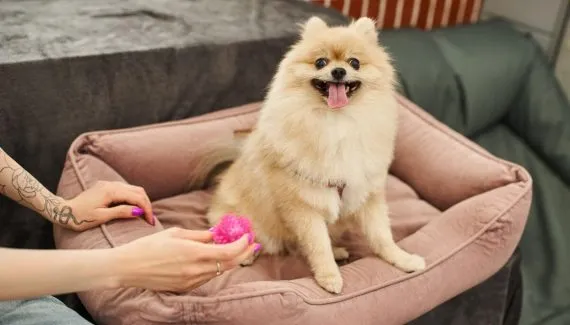 10 itens que toda casa com cachorro deve ter 