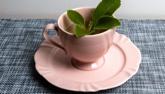 Chá de boldo ajuda na digestão? Veja 6 receitas e como usar