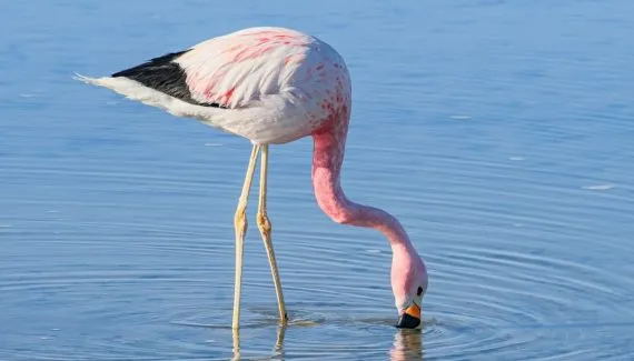 10 curiosidades sobre a alimentação dos animais na natureza 