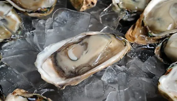 Saiba o que matou 90% das ostras produzidas no Brasil; ostra 